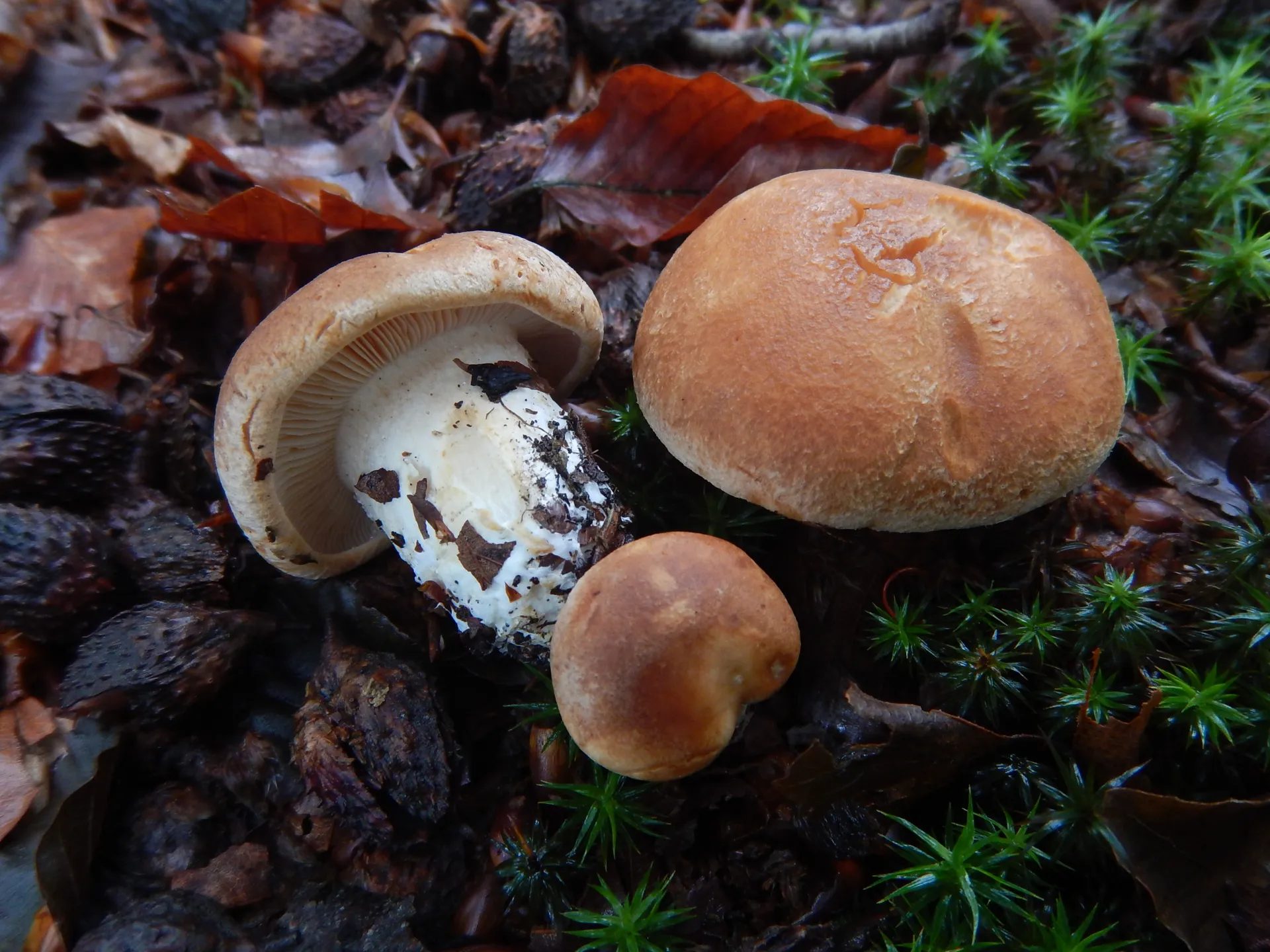 Cystinarius crassus - Cortinarius crassus, 23-06-30 (1)